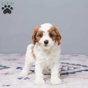 Pearl, Cavapoo Puppy